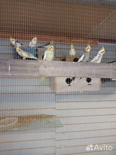 Попугай Карелла, розелла