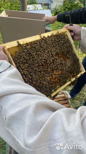 ВДНХ Пчелы: матки бакфаст матки карника в наличии