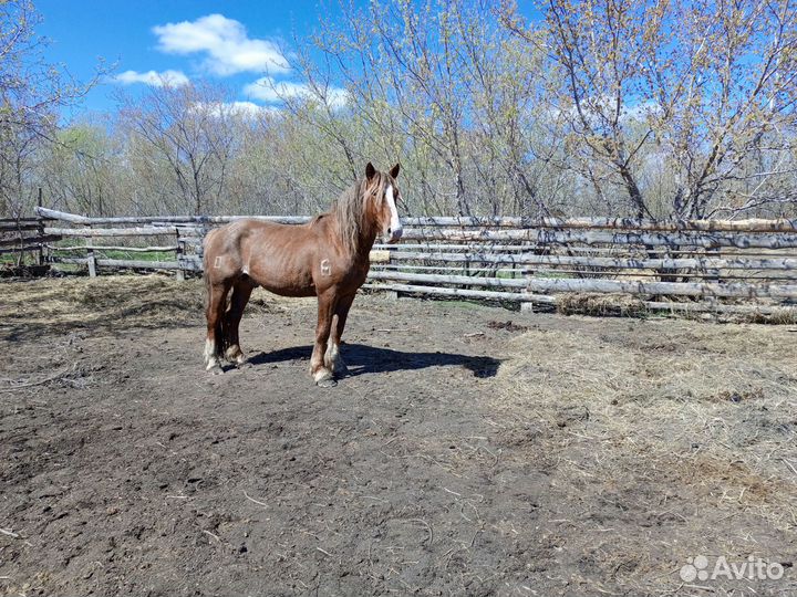 Продам жеребца