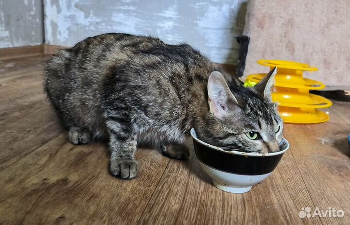 Ксана - стерильная кошка-мышеловка в хорошие руки