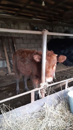 Бычки и тёлочки