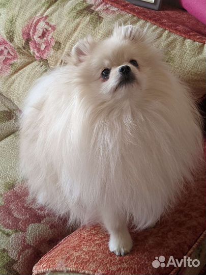 Померанский шпиц