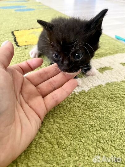 Котята в добрые руки даром
