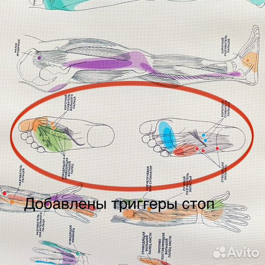 Триггерные точки плакаты