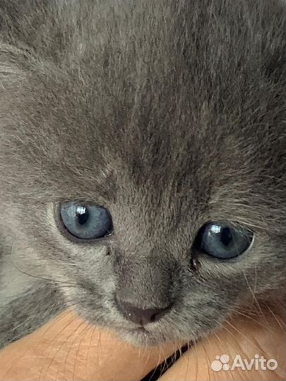 Котенок девочка бесплатно