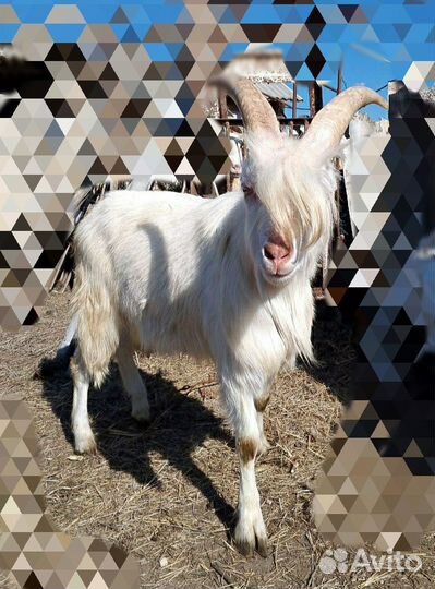 Козел Ламанча