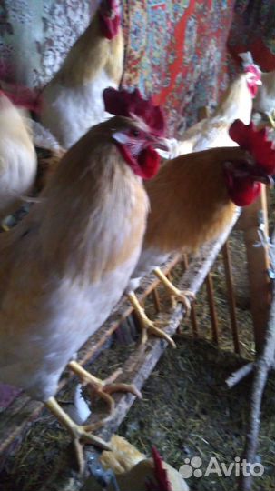 Молодые петухи