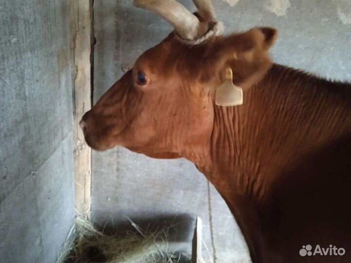 Корова молочная