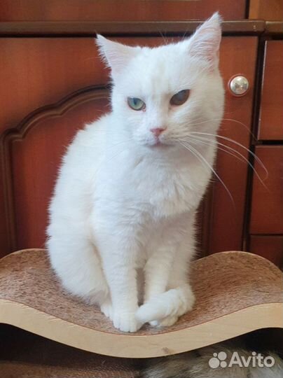 Кошка белая