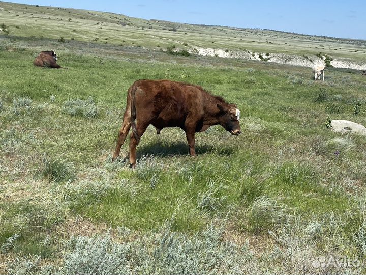 Бычки телки
