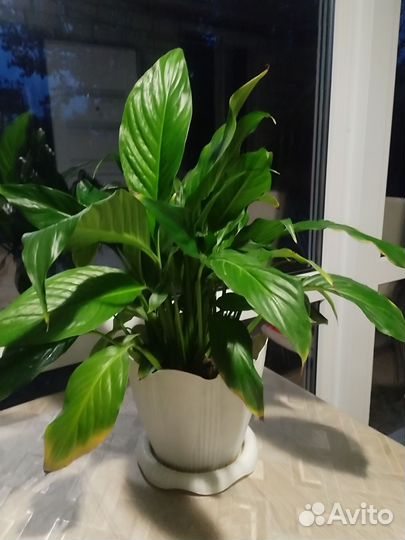 Спатифиллум