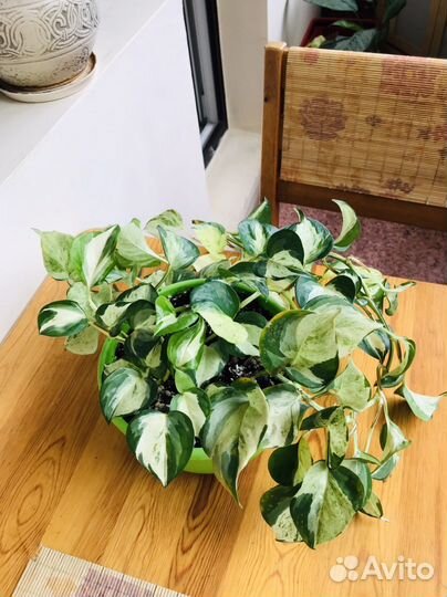 Сциндапсус марбл apple