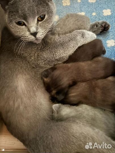 Вислоухие котята