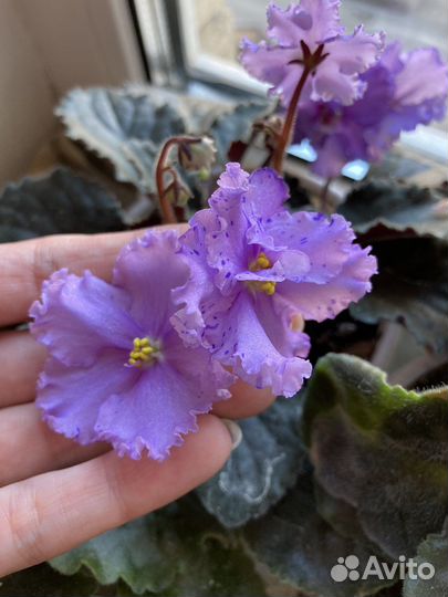 Розовая фиалка