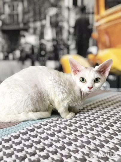 Белые девочки