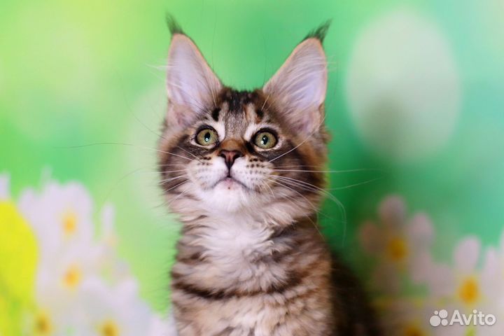 Мейн-кун очень красивый котенок, питомник