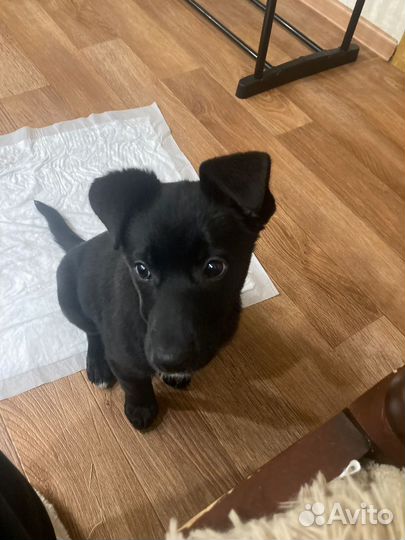 Щенк в добрые руки