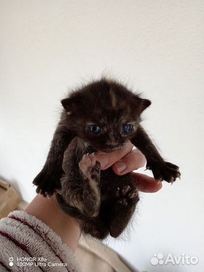 Котята-крысыловы