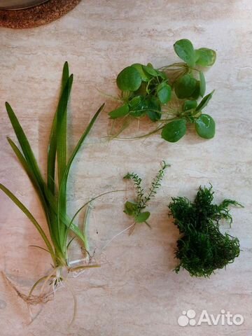 Аквариумные растения купить в Самаре | Животные и зоотовары | Авито