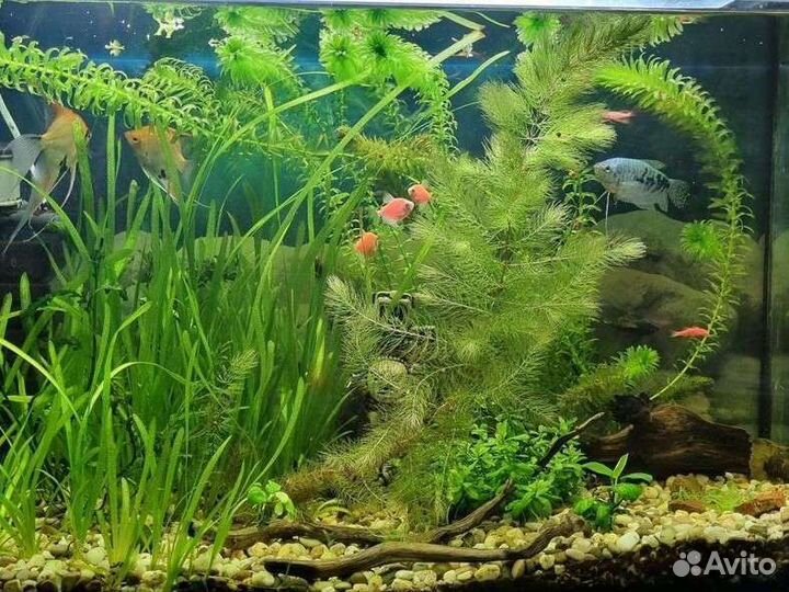 Аквариумные растения(водоросли)