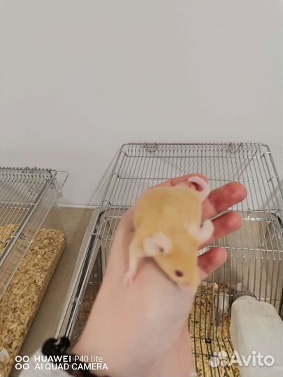 Декоративные мыши сатиновые