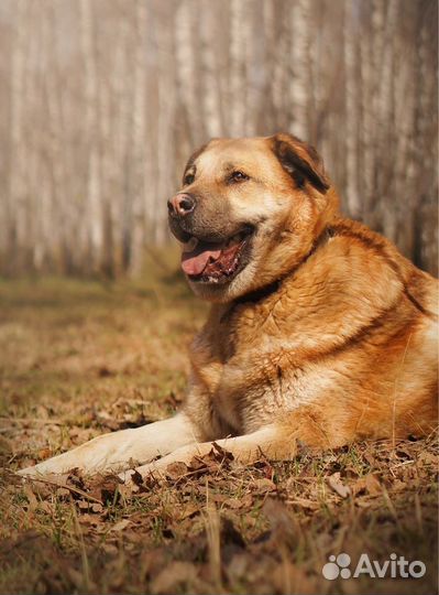 Собака Кохинор из приюта