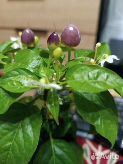 Перец комнатный острый пятицвет