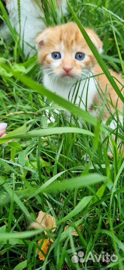 Котята вислоухие