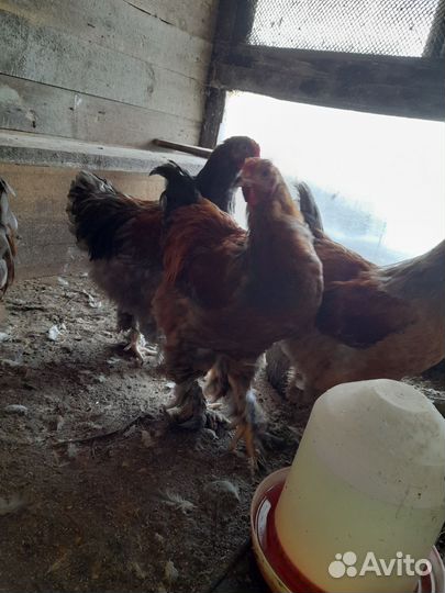 Цыплята пароды Брама,Цыплята мясо яичных пород