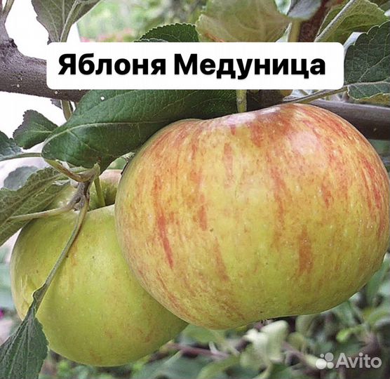 Яблоня Медуница