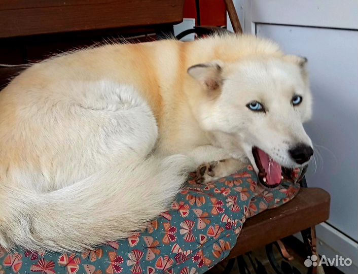 Маламут девочка с голубыми глазами