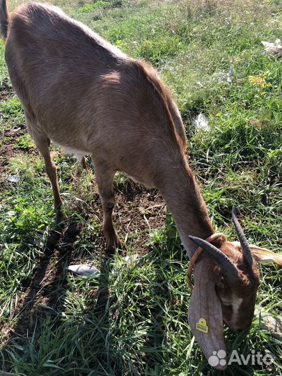 Коза дойная