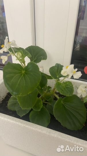 Бегония вечноцветущая