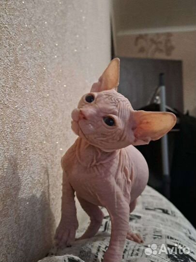 Котёнок Канадский сфинкс