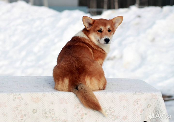 Девочка корги пемброк, очень красивая, 6 месяцев