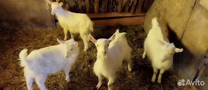 Камолые козочки