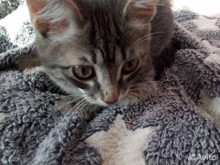 Котёнок