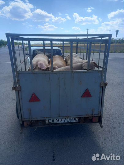 Свиньи Скотт