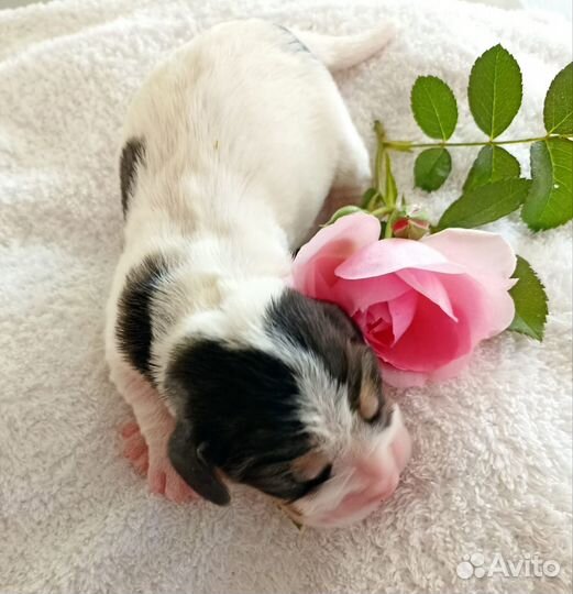 Щенки бигль