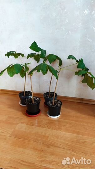 Каштан конский саженец