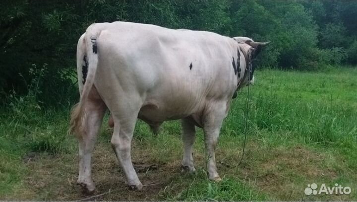 Быки живым весом