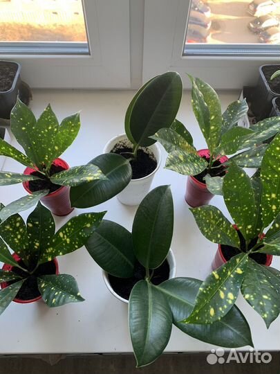 Комнатные цветы