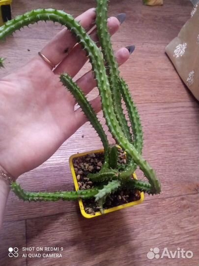 Гуэрнии и стапелии, суккуленты