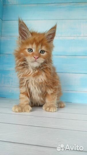 Котята мейн-кун полидакт