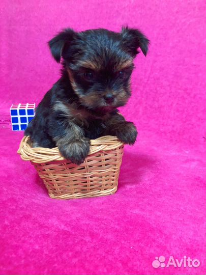 Йоркширский терьер щенки