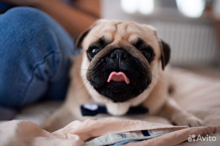 Мопс (Вязка)