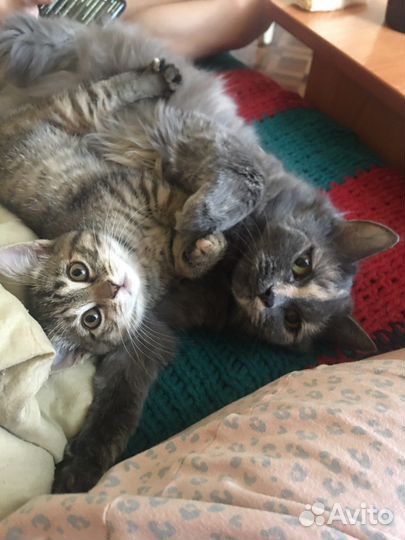 Кошки в добрые руки бесплатно