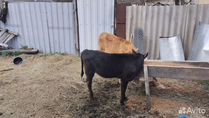 Корова с телёнком