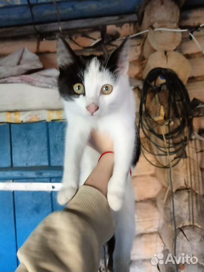 Котята в добрые руки 3 месяца