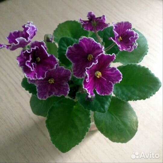 Стандартные, сортовые фиалочки